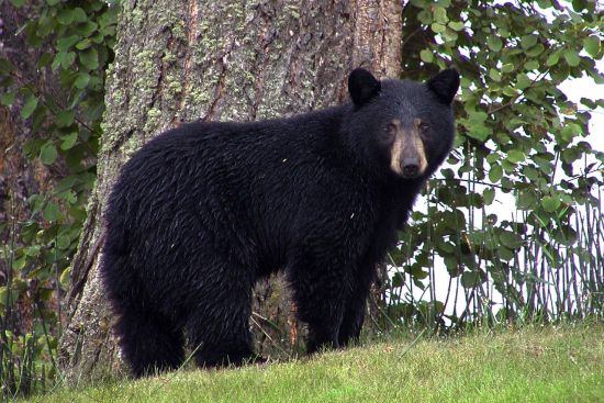 Image for What to Do If You Encounter a Bear on the Hiking Trail or at a Cabin in the Woods
