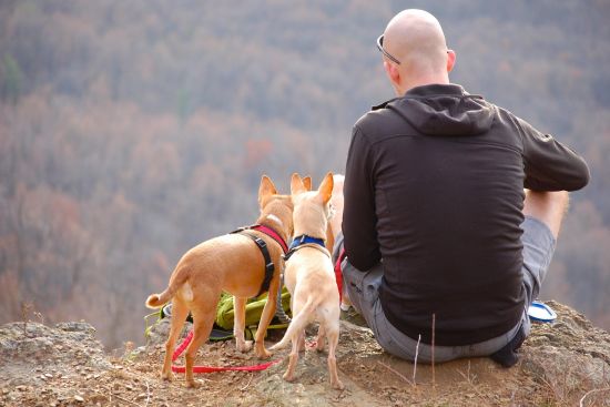 Image for Top Pet-Friendly Rentals in Sevierville, Pigeon Forge, and Gatlinburg